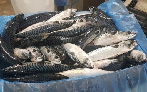 Whole Frozen Atlantic Mackerel