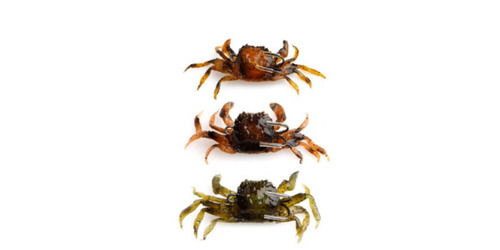 crab lure, crab lure Suppliers and Manufacturers at