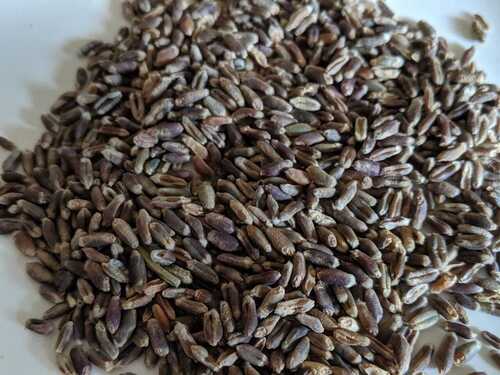 Organic Black Wheat Seed