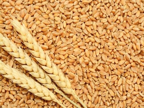 Organic Wheat Seeds - 50kg Jute Bags, Natural Taste, Hybrid, Brown Color, Food Grade, Long Shelf Life