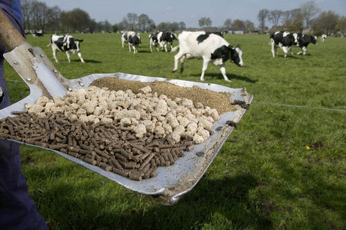 dairy cow feed