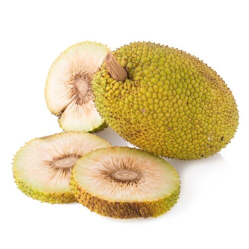 Breadfruit Extract