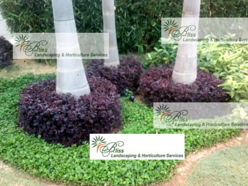 Commercial Garden Lawn Maintenance Service By S.K.G. TRADERS PVT. LTD.