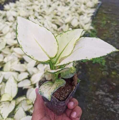 Aglaonema Super White Indoor Plant