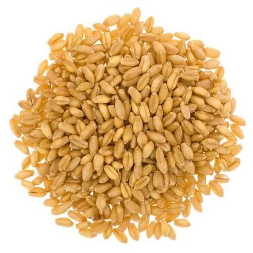 Dried Whole Wheat Grain