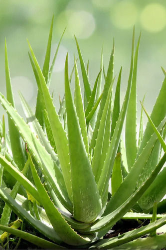 Aloe Vera Grade: Aaa