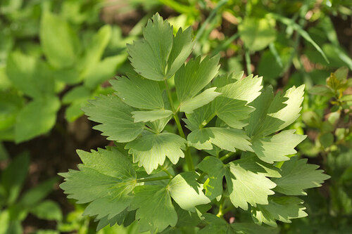 organic herbs