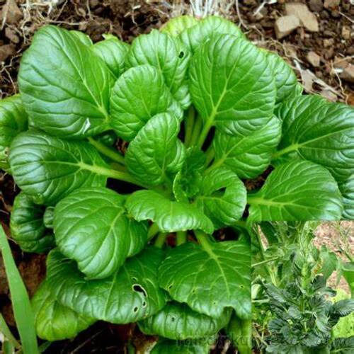 Leaf Fresh Tatsoi