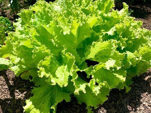 Lettuce Preserving Compound: No Preservatives