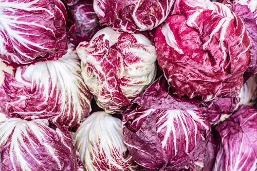 Radicchio Lettuce