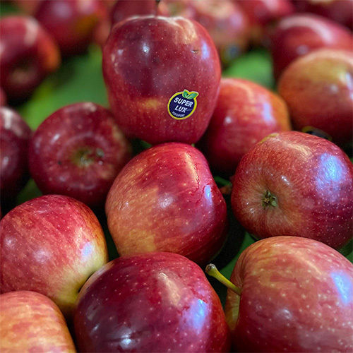 Indian Origin Sweet and Fresh Red Apple Fruit