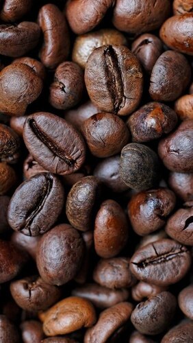 Typica Coffee Bean