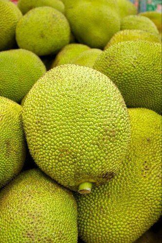 Fresh Jack Fruit Moisture (%): 72%-78%