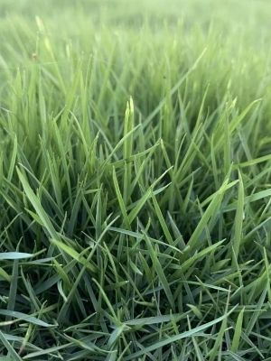 Mexican Grass