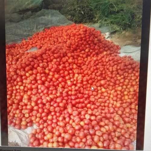 Pollinated Tomato Seeds