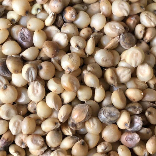 Sorghum Seeds