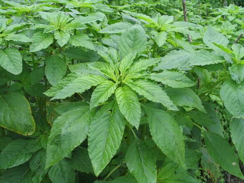 Amaranth Leaves