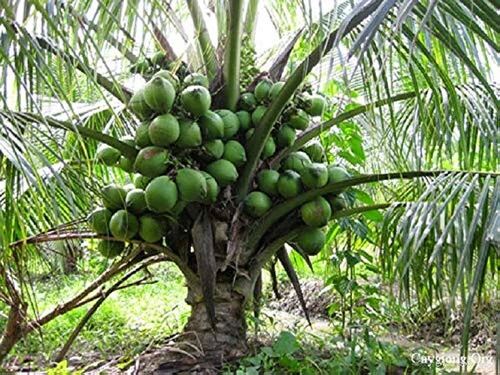 Coconut Plants