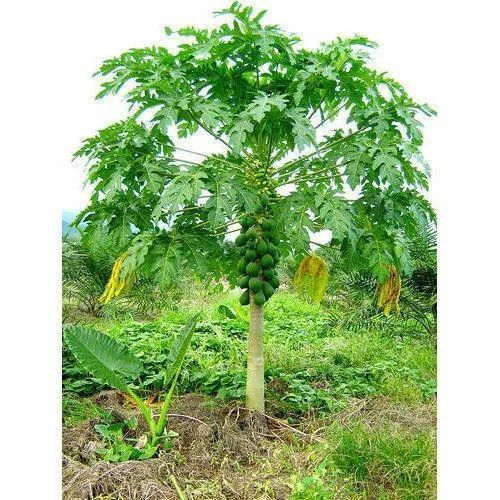 papaya plant