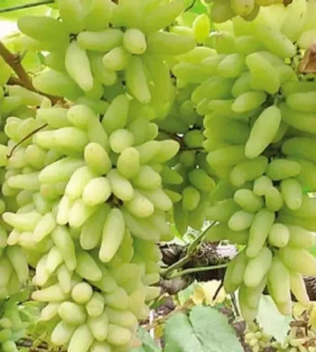 Grapes