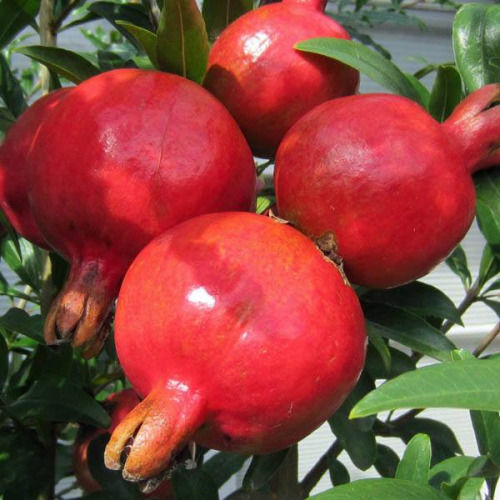 pomegranates