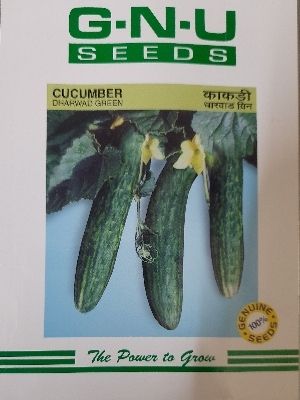 Cucumber Seed Weight: 50