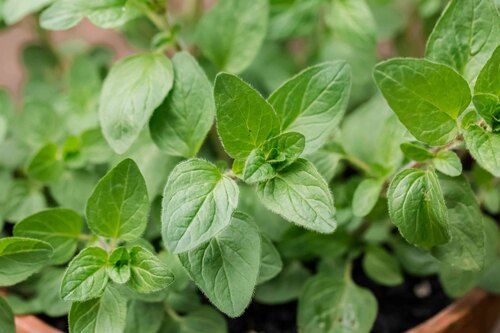 All Type Fresh Oregano