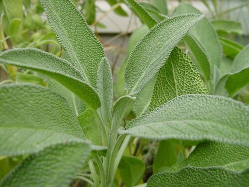 Green Sage Herb 