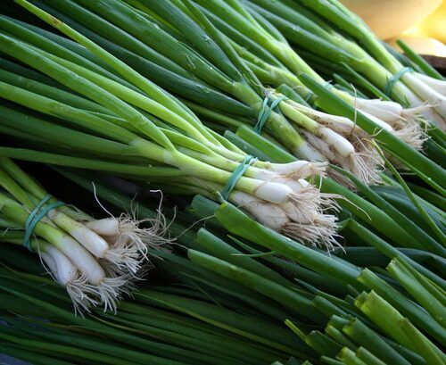 Green Spring Onion