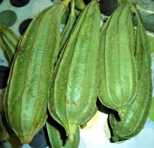 Ridge Gourd Moisture (%): 94%