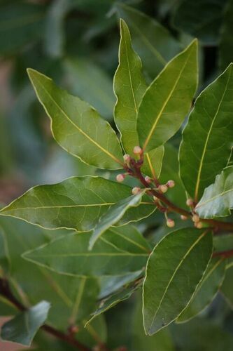 Olive Green Bay Leaf