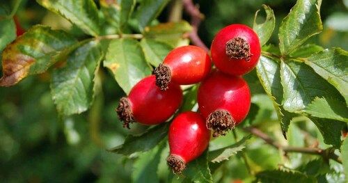 Farm Fresh Rosehip Berry