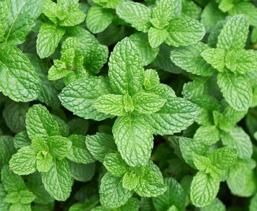 Fresh Mint Leaves