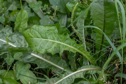 Natural Herbal Dandelion Leaves