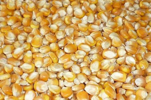 A Grade Corn Seeds