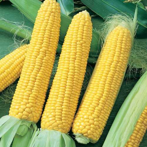 A Grade sweet corn seeds