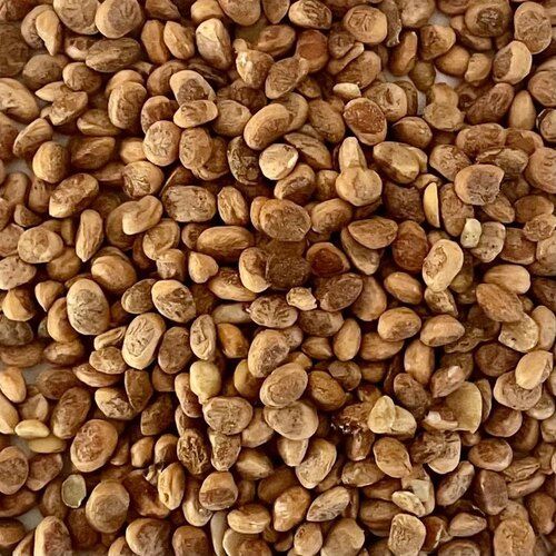 A Grade 100 Percent Purity Nutrient Enriched Healthy Common Cultivated Dried Chironji