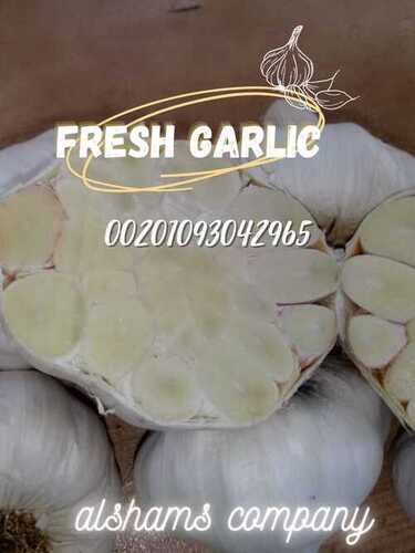 Fresh Garlic (White and Red )