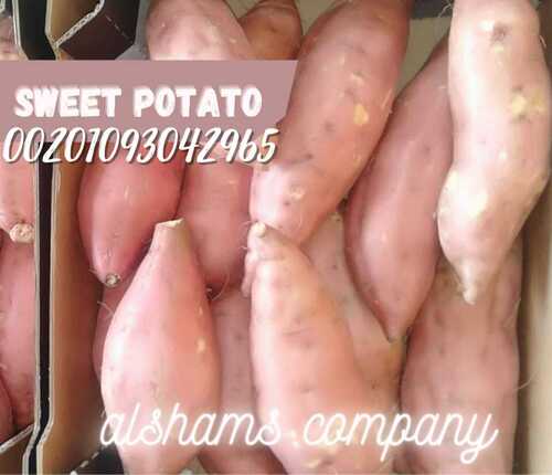 sweet potato (best quality)