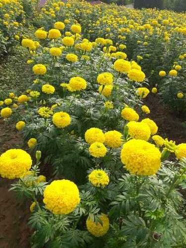yellow marigold