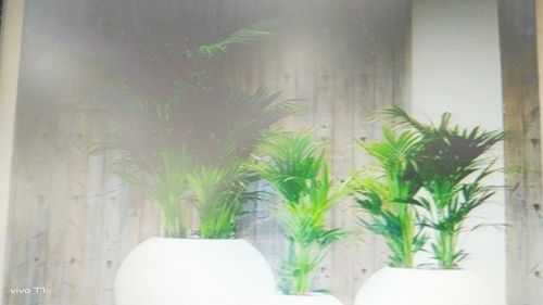 House plant supplier 