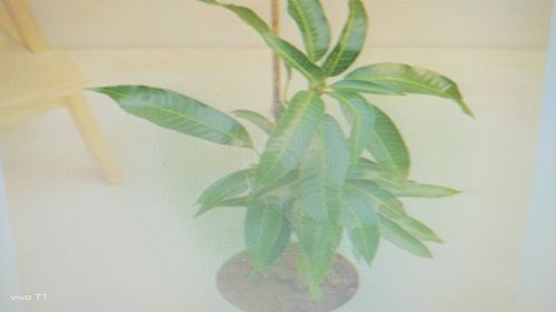 Mango Tree Plant Supplier 