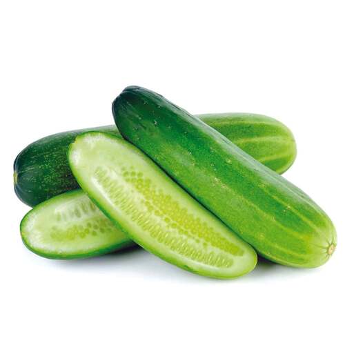 Indian Origin Farm Fresh Green Cucumbers