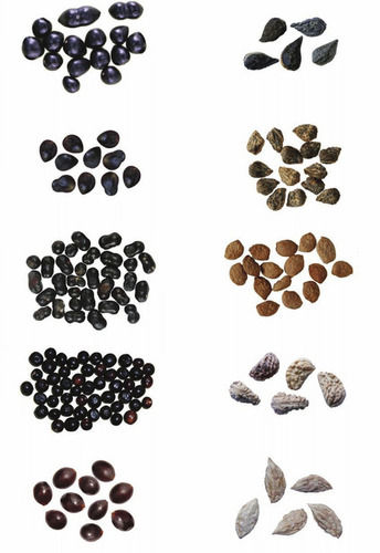 Fruits Seeds,........