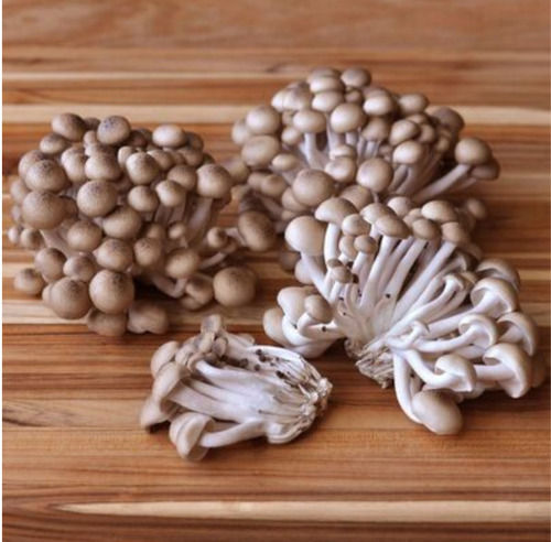 dried oyster mushroom