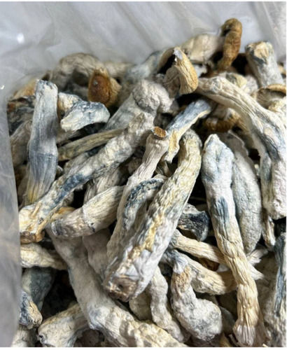 High nutritious Dried Mushrooms