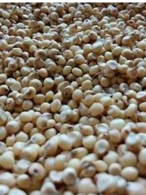 Rich In Taste Sorghum Seeds