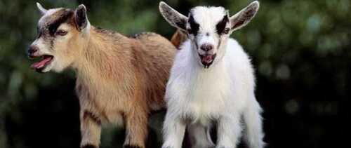 10 goat kids first
