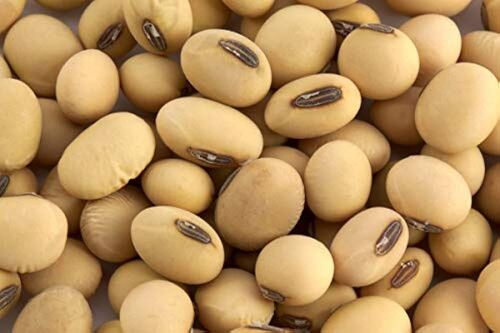 Soya bean 