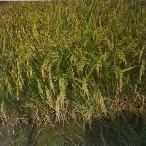 A Grade Common Cultivated Indian Origin 100 Percent Purity Paddy Seed